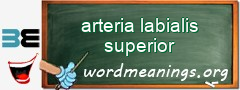 WordMeaning blackboard for arteria labialis superior
